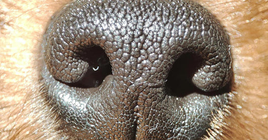 Extreme close-up of a dog’s nose, showing detailed texture and surrounding fur.