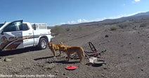 Two dogs stand near a sheriff's truck in a desert landscape.