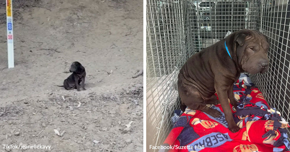 Small black puppy sits alone on a dusty roadside in one image, while a wrinkled brown puppy rests on a blanket inside a wire crate in the next.