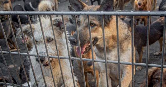 Two dogs stand behind a metal fence, with many more dogs crowded in the background.