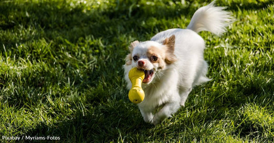 Dogs Found to Remember Toy Names Years After They've Last Seen Them