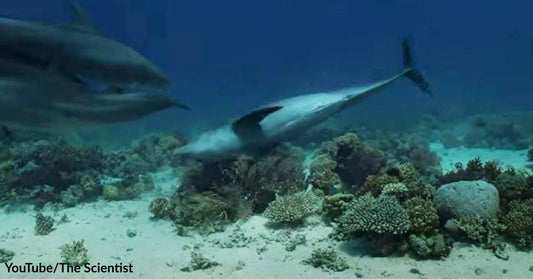 Bottlenose Dolphins Use Corals and Sponges to Heal and Moisturize Their Skin