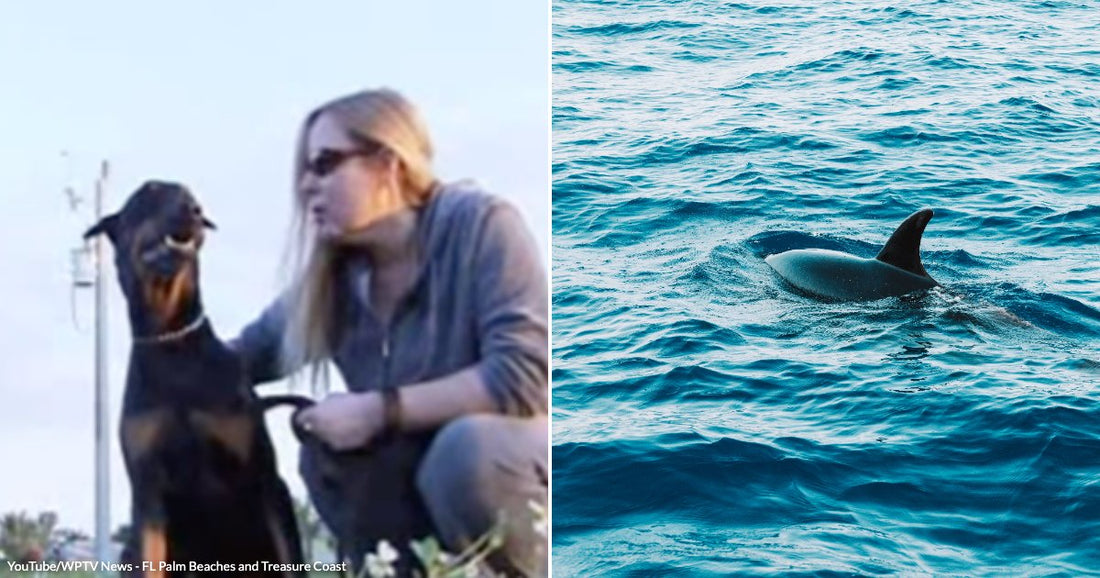 On the left, a woman with long blonde hair crouches beside a black-and-tan Doberman outdoors; on the right, a dolphin's dorsal fin and back surface in blue ocean water.