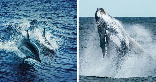 Dolphins Lead Lost Humpback Whale to Safety in Heartwarming Ocean Encounter