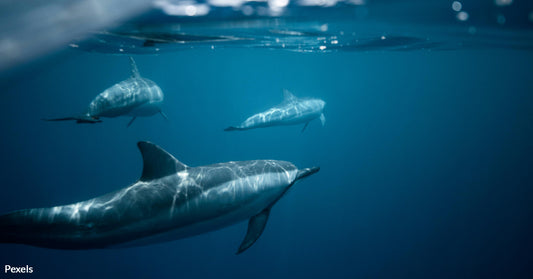 New Study Finds Dolphins Are Breathing in Plastic from Our Oceans