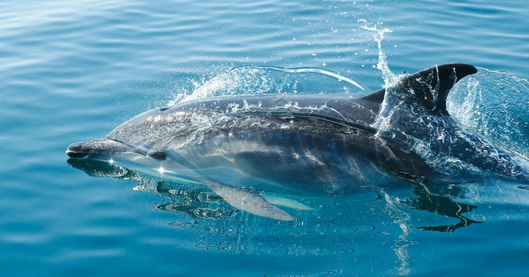 Dolphins Exhale Microplastics as Pollution Invades Their Lungs | The ...