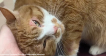 Donated Toys Did Something Medicine Alone Could Not Do for This Sick Cat