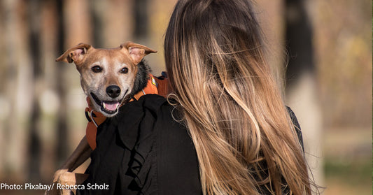 Don't Forget The Pets Movement Hopes To Increase Amount Of Pet-Friendly Domestic Violence Shelters