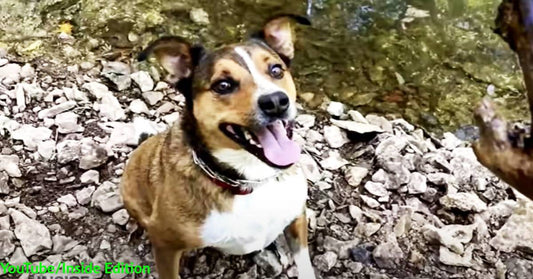 Dog Escaped Doggie Daycare and Kept Ringing the Doorbell to Tell His Parents He Was Home