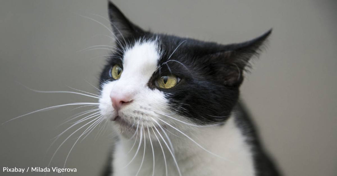 Cat Named 'Dorky' Has Harrowing Origin Story