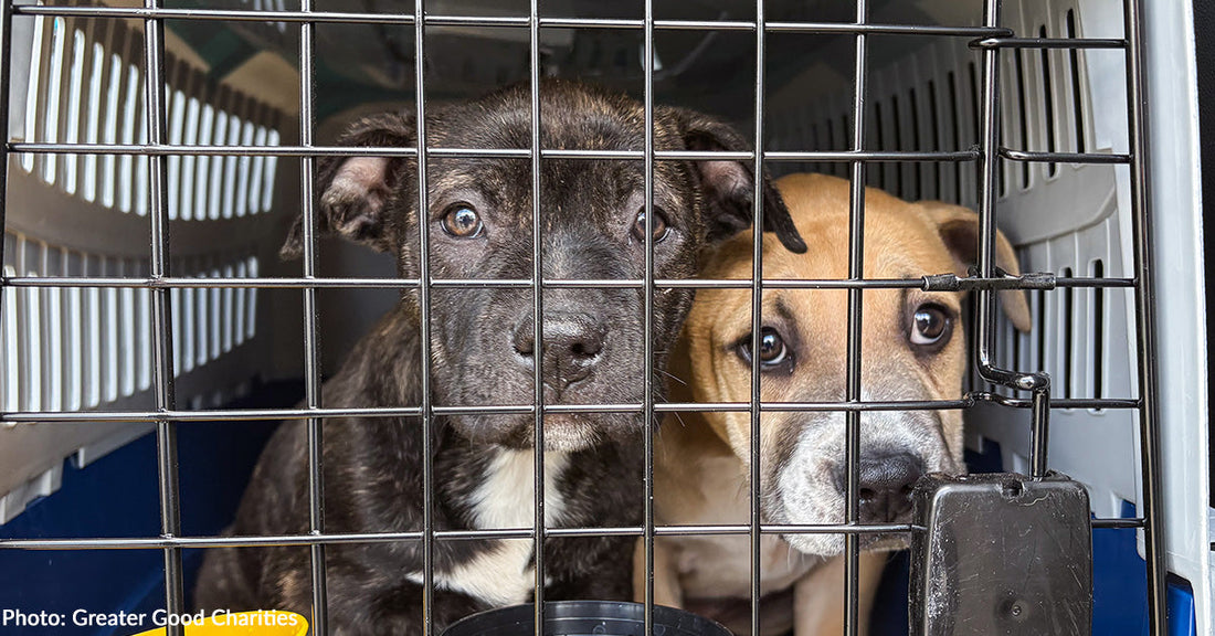 Shelter Pets Running Out of Time - Fly Them to Freedom on Back-to-Back Flights