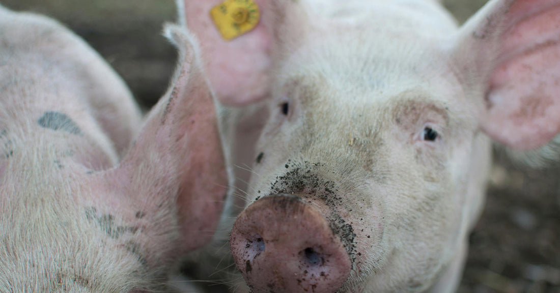 Two pigs close up, one with dirt on its snout and ear tag visible.