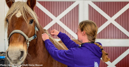 A woman gives shot to a chestnut horse in a barn setting.