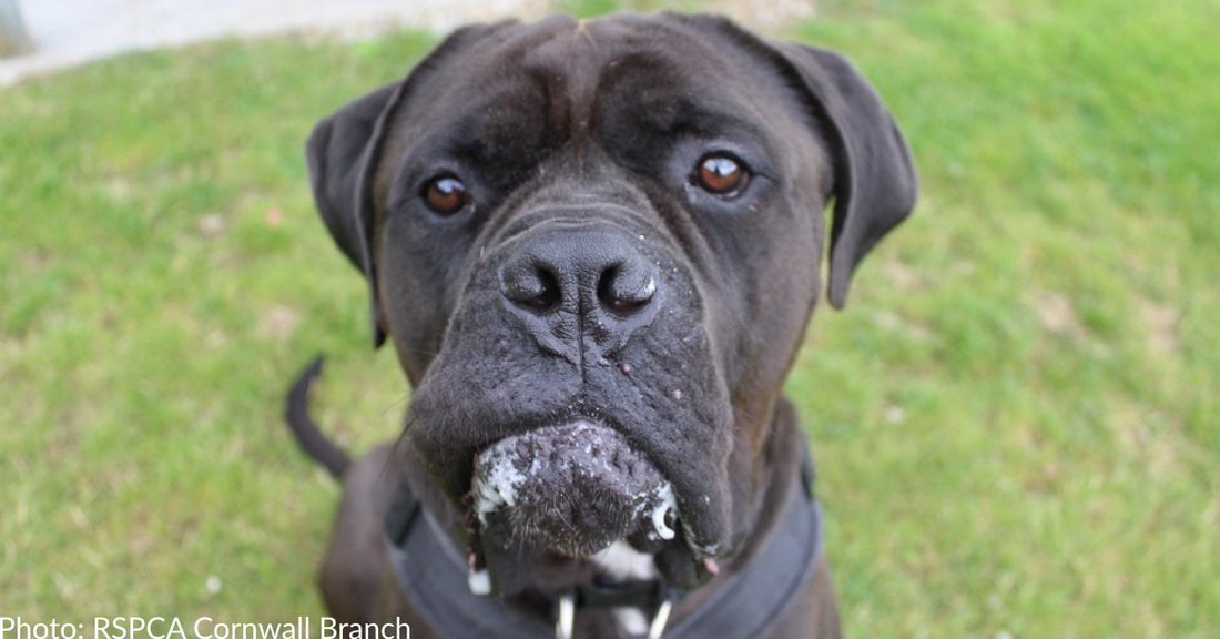 Giant Shelter Dog Known As "Dribble King" Finds Forever Home In Time For The Holidays