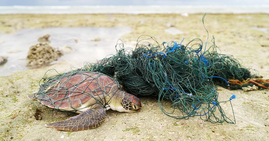 A young sea turtle trapped in green fishing net on a rocky shoreline.