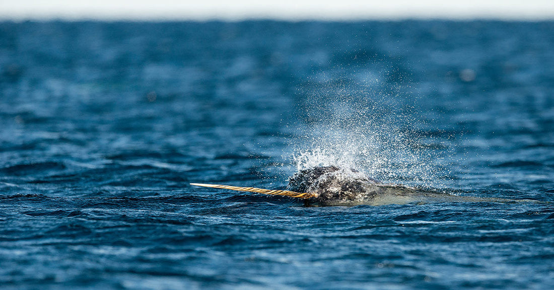 A narwhal surfacing in the ocean as water sprays from its blowhole.