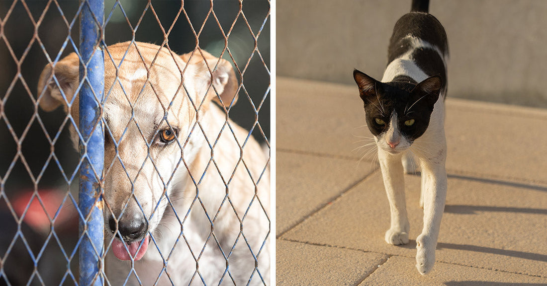 Split image of a light-colored dog behind a blue fence on the left and a black-and-white cat walking across sunlit pavement on the right.