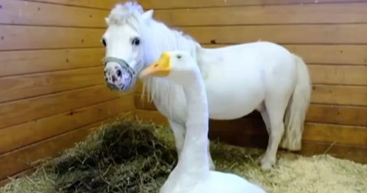 Neglected Miniature Horse And His Best Buddy Are Looking For A Forever Home