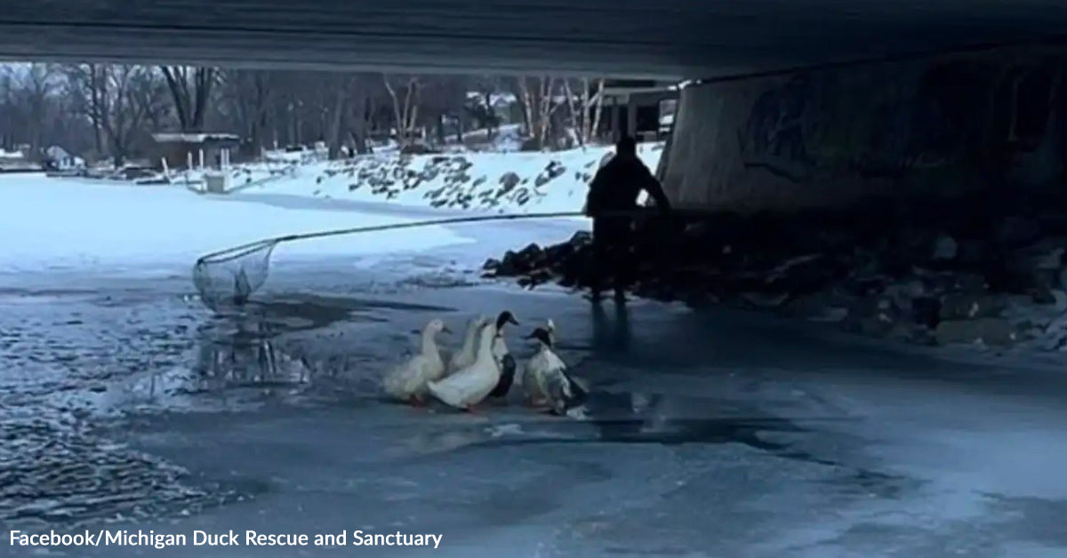 Rescuers Save Six Shivering Home Geese Underneath Bridge in Michigan Rescuers Save Six Shivering Home Geese Underneath Bridge in Michigan