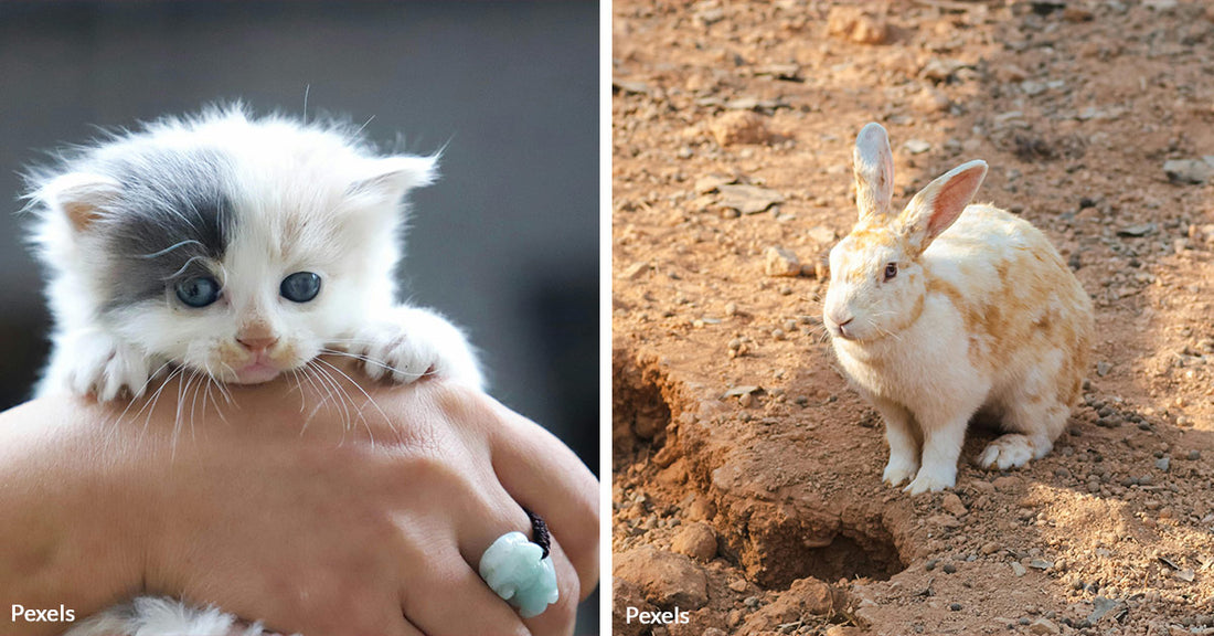 Tiny Kitten with Duct-Taped Leg Sparks Massive Rescue from House of Horrors