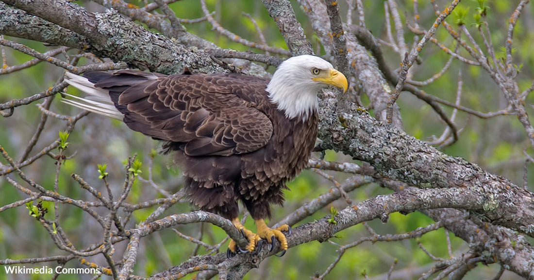 Eagle Adopts Baby Red-Tailed Hawk After Snatching It From Nest For Dinner