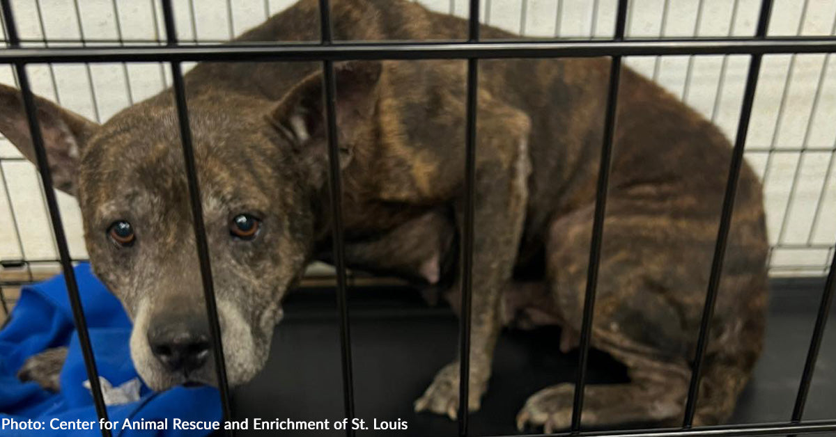 Absed Dogs Your Donations Helped 22 Horribly Abused Dogs to Heal Physically and ...