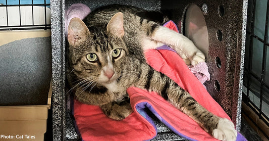 Stray Cat Unable to Put Weight on Hind Leg Receives Emergency Surgery