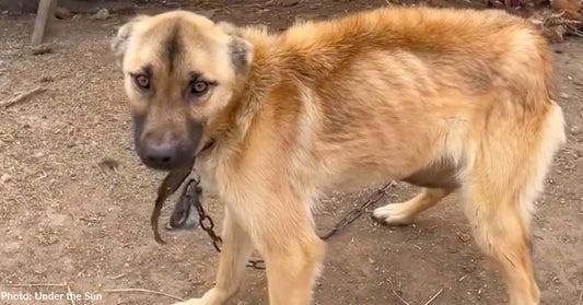 skinny tan dog on chain outside looking at camera with sad eyes
