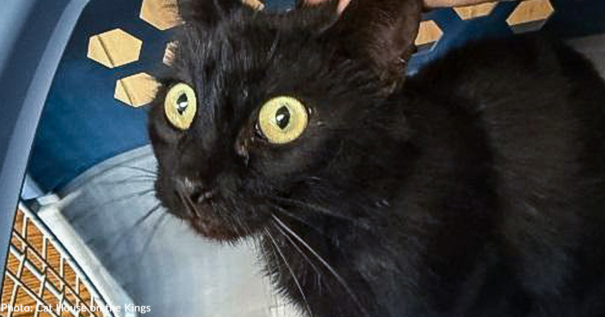 Cat Struggling with Painful Accidents After Being Struck by Automotive Wants Your Assist to Heal Cat Struggling with Painful Accidents After Being Struck by Automotive Wants Your Assist to Heal