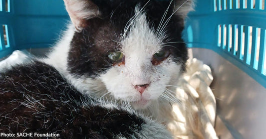 Senior Stray Cat Found In Cruel Animal Trap Needs Emergency Surgery To Save His Leg