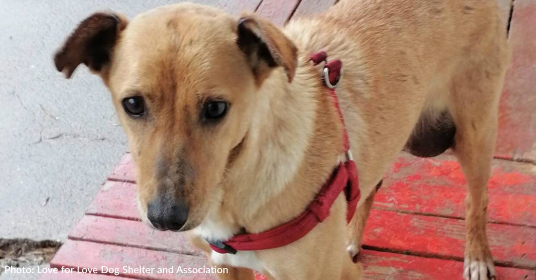 Stray Dog With Life-Threatening Hernia Needs Your Help