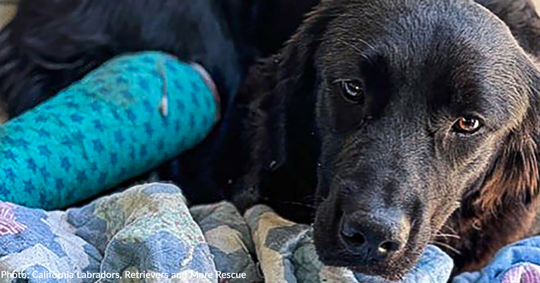 Dog With Shattered Leg Found on Side of Road Receives Emergency Surgery, Thanks to You