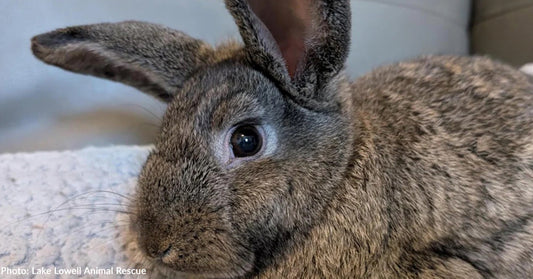 Injured Baby Bunny Found on Side of Road is Healing, Thanks to Your Support