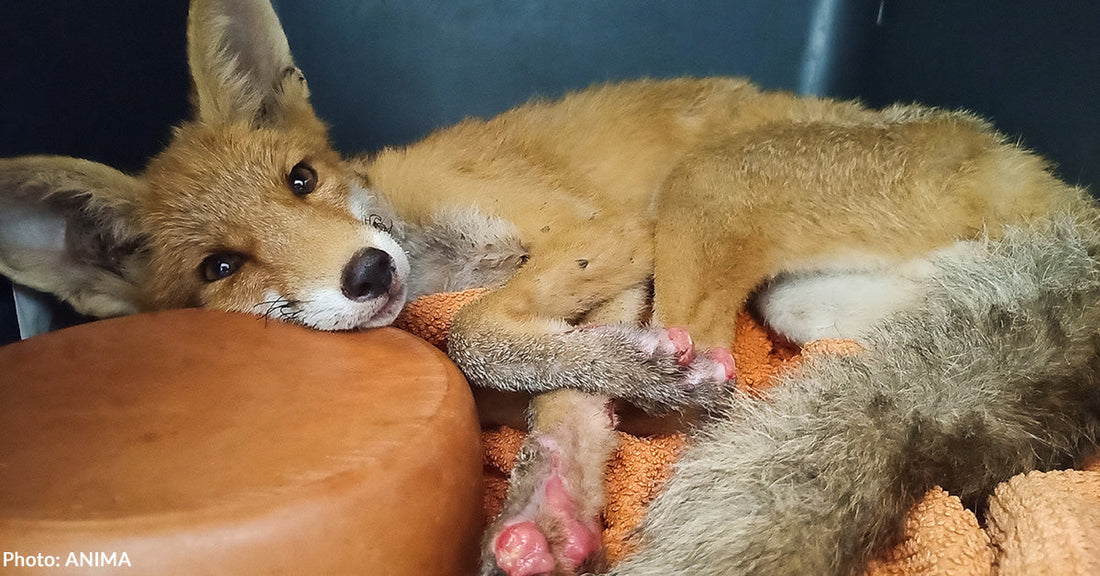 tan fox with burned paws resting on orange towel