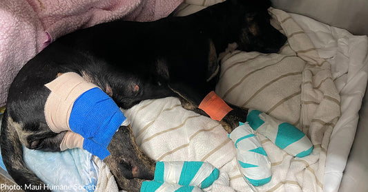 Dog Rescued From Maui Wildfire With Severe Burns On Her Paws And Legs Needs Your Support To Heal