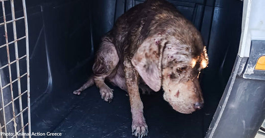 Malnourished Stray Dog Infested with Parasites Makes Full Recovery Thanks to Your Support