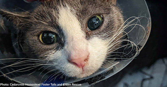 gray and white cat looking at camera with plastic medical collar on