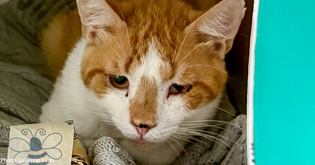 Over 50 Sick Cats Rescued from Deplorable Conditions Get Second Chance, Thanks to You