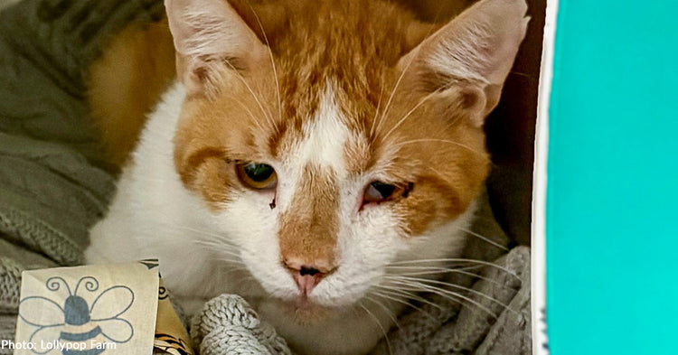 Over 50 Sick Cats Rescued from Deplorable Conditions Get Second Chance ...