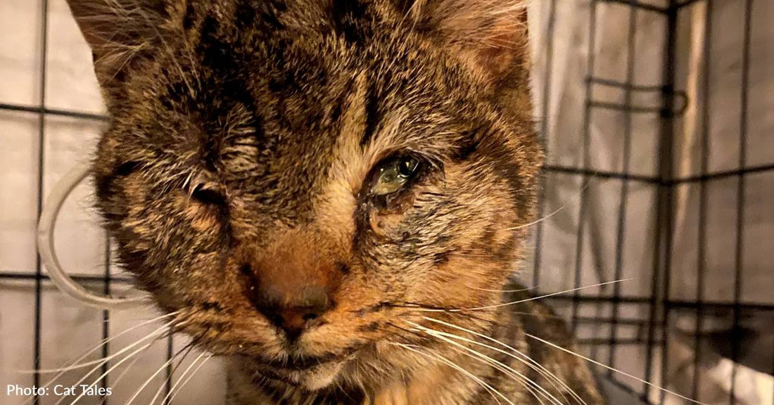 Severely Injured Cat With Numerous Broken Bones In His Face Needs Your Help To Recover