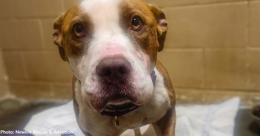 Shelter Dog Attacked by Another During Unfortunate Accident Gets Surgery to Walk Again