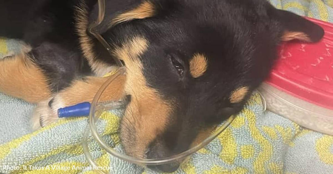 Corgi Puppy Struggles To Breathe A Day After Being Adopted