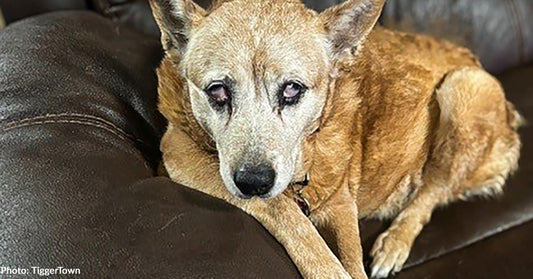 Single Dad Struggling to Get by Pleads for Help for Sick Dog - And Gets It