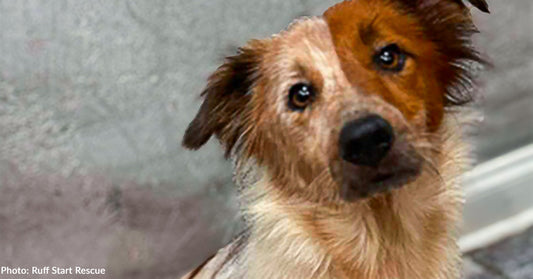 Stray Dog Arrived at Rescue in Pain and Receives Emergency Surgery