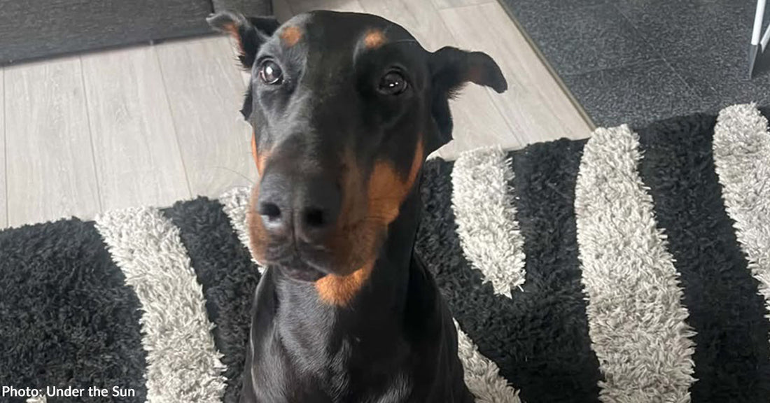 Against All Odds, Starved Doberman Recovers and Finds Forever Home