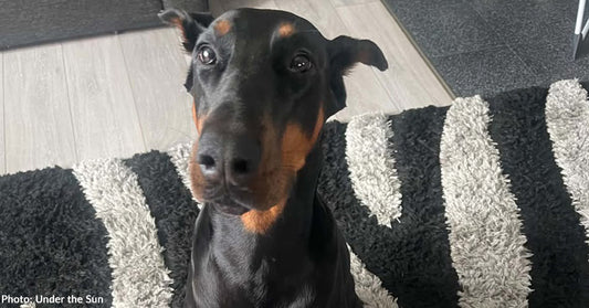 Against All Odds, Starved Doberman Recovers and Finds Forever Home