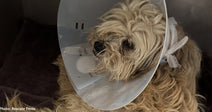 Dog Left to Suffer with Multiple Broken Bones Needs Your Help to Walk Again