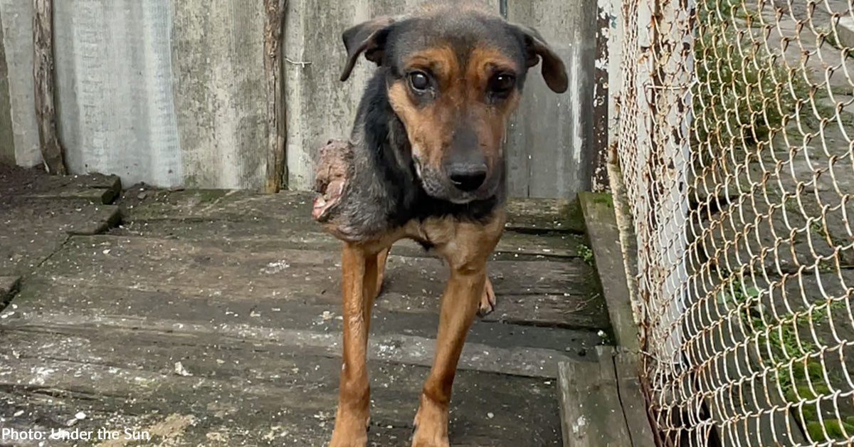 Canine with Huge Tumor Struggling to Survive in Warfare-Torn Ukraine Wants Your Assist Canine with Huge Tumor Struggling to Survive in Warfare-Torn Ukraine Wants Your Assist