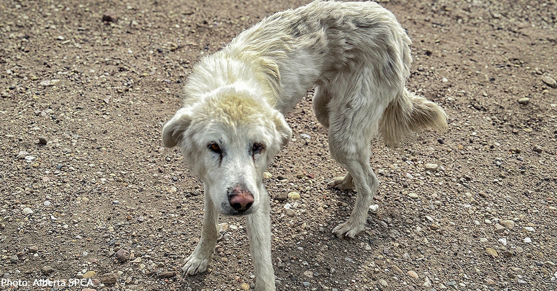 A scruffy white dog stands on a gravel surface, looking curiously at the camera.