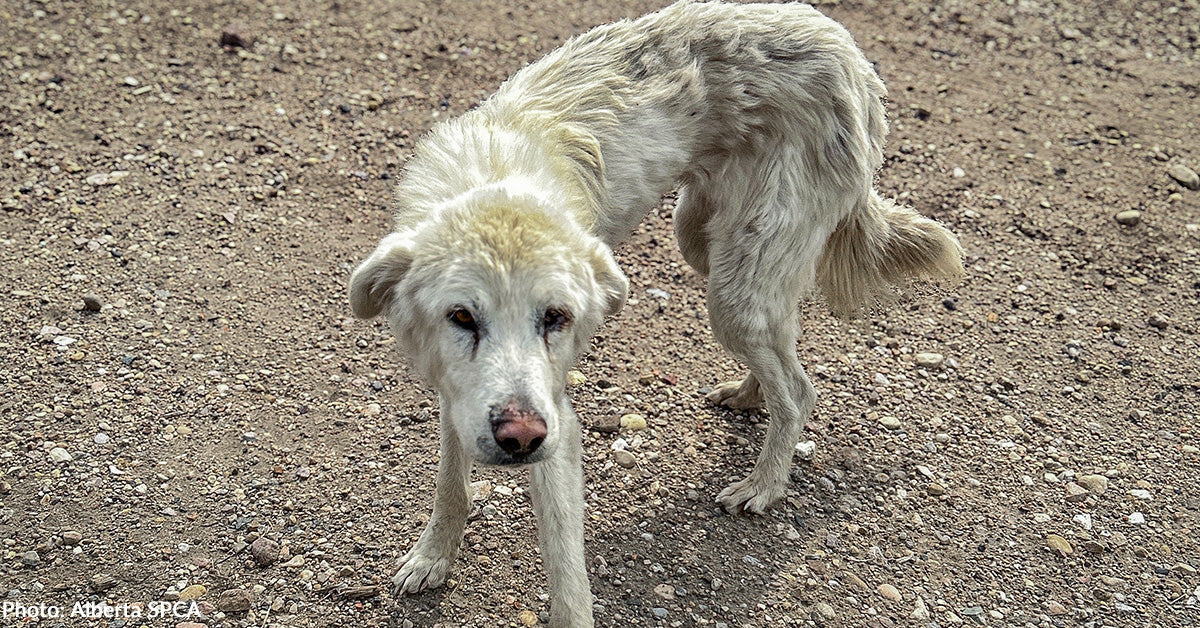 Injured and Emaciated Canine Barely Capable of Stand Nonetheless Wags Tail for Rescuers